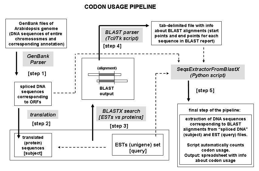 Codon Usage Pipeline